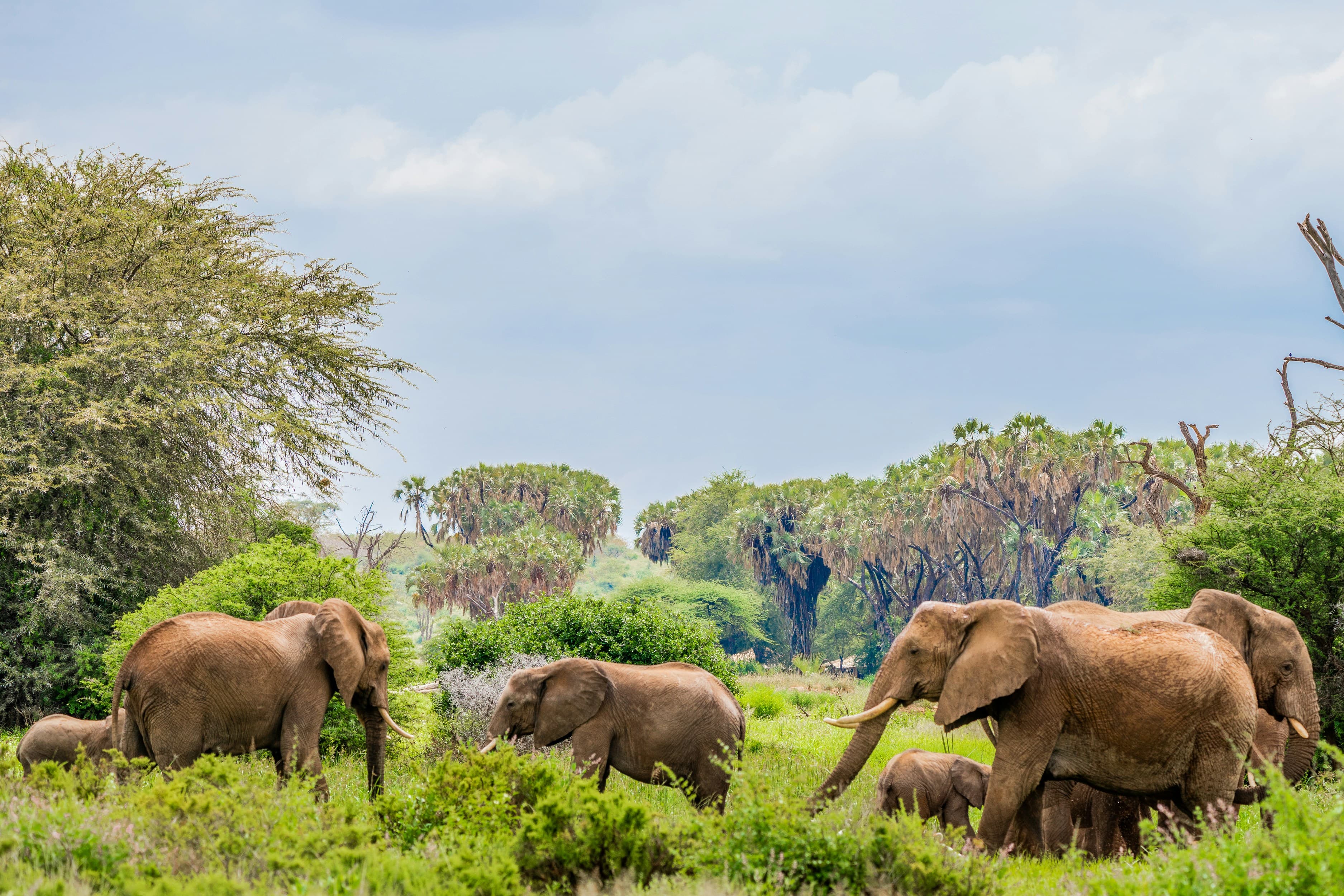 Wildlife Safari