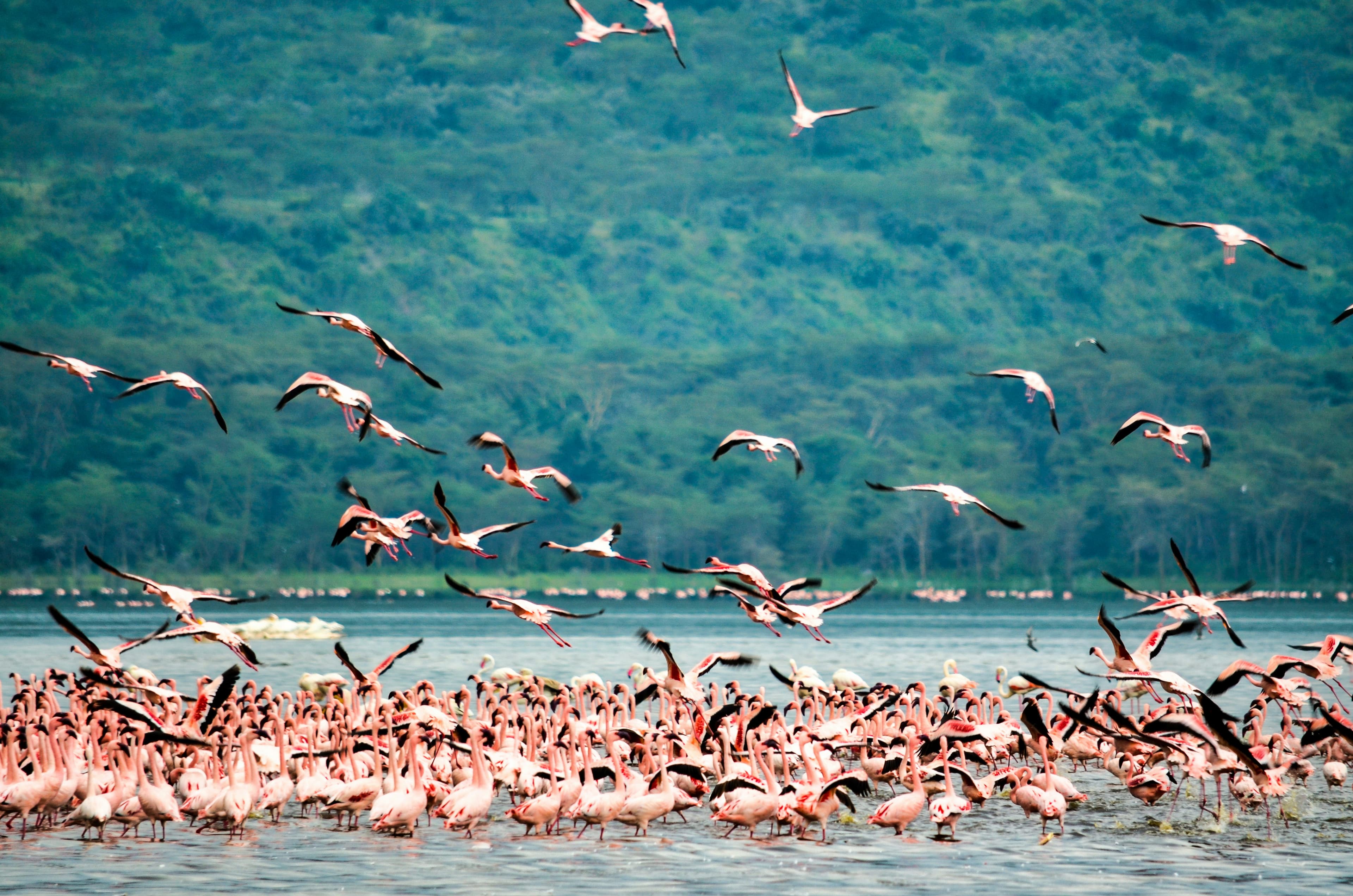 Flamingos